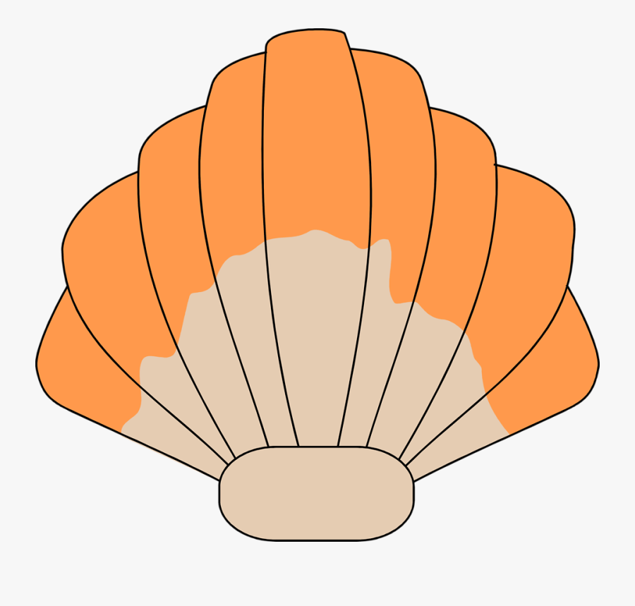 Transparent Background Seashell Clip Art, Transparent Clipart
