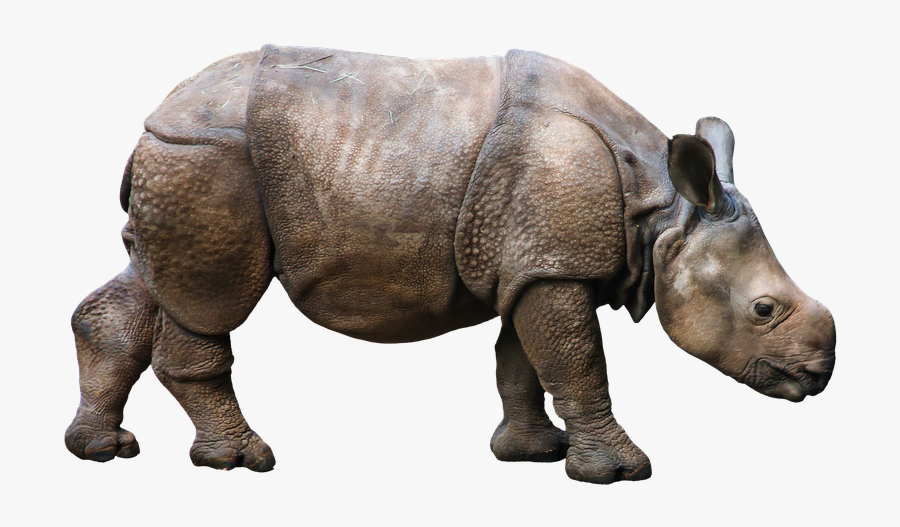 Rinoceronte Blanco Png, Transparent Clipart