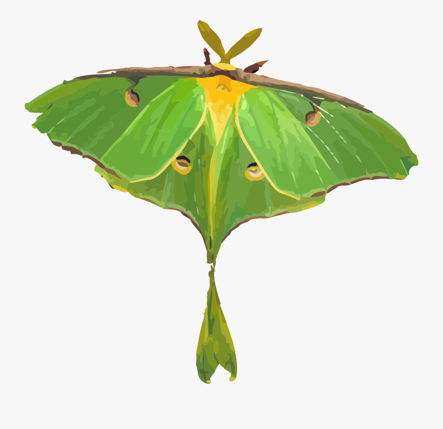 Green And Yellow Butterflies, Transparent Clipart