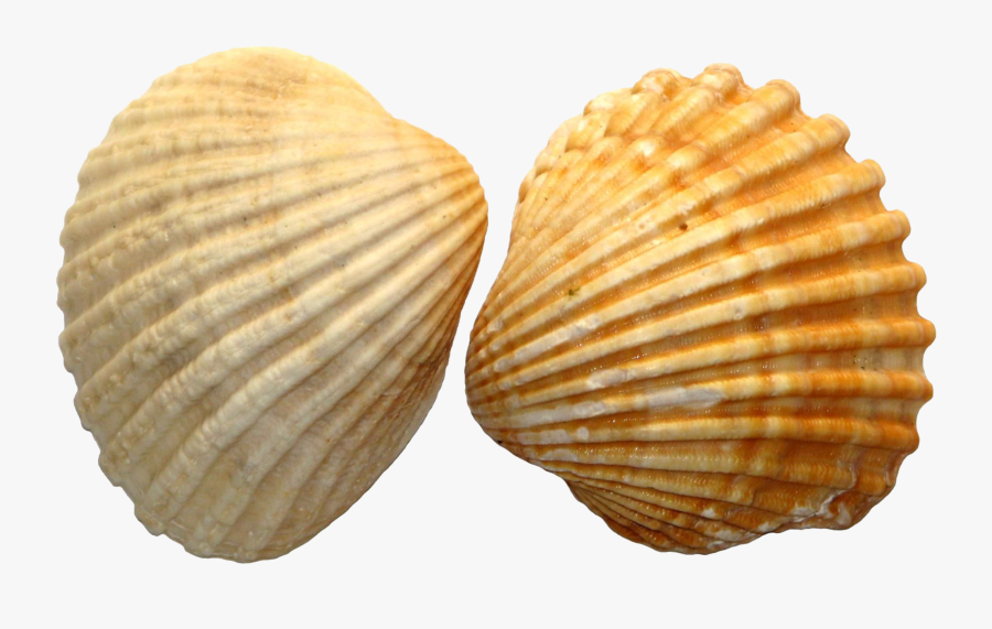 Sea Shell No Background, Transparent Clipart