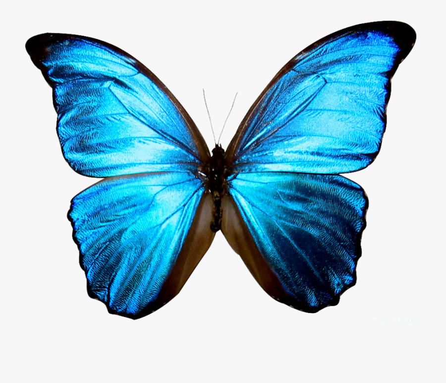 Clipart Butterfly Sky Blue - Blue Butterfly Transparent Background, Transparent Clipart