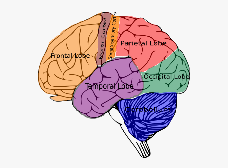 Brain Clip Art, Transparent Clipart