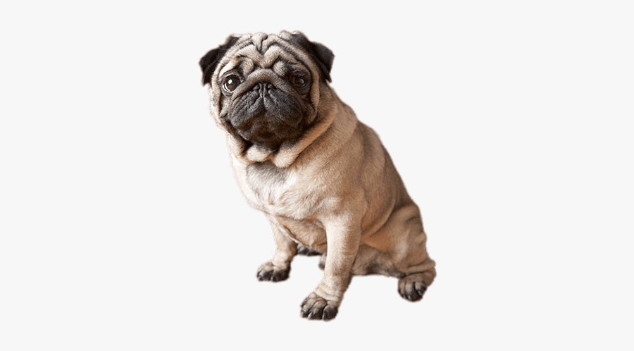 Clip Art Pug Transparent Background - Pugs, Transparent Clipart