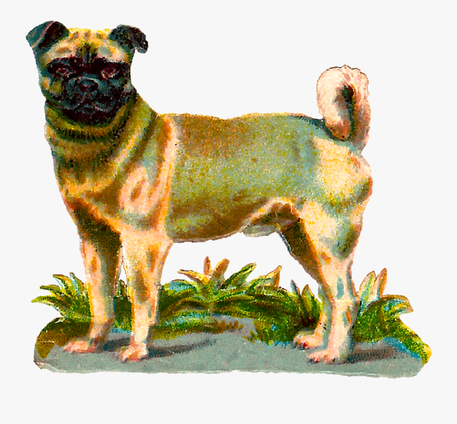 Dog Pug Animal Breed Digital Clipart Image Download, Transparent Clipart