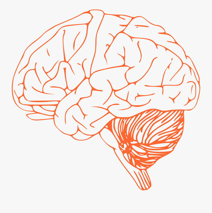 Brain Clipart Png, Transparent Clipart