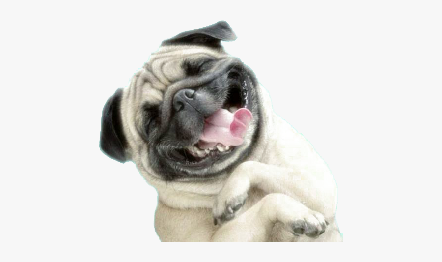 Wallpaper Pug Dog Plus Iphone Puppy Sharpei Clipart - Protectores De Pantalla Para Celulares, Transparent Clipart