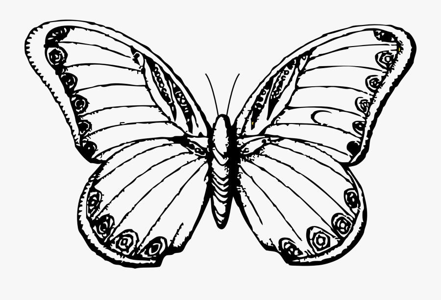 Line Clipart Butterfly - Butterfly Drawing Black And White, Transparent Clipart