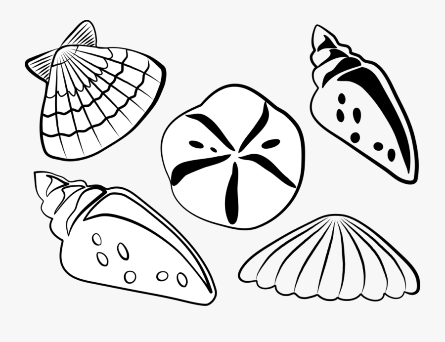 Symmetry,monochrome Photography,beak - White Seashell Clip Art, Transparent Clipart