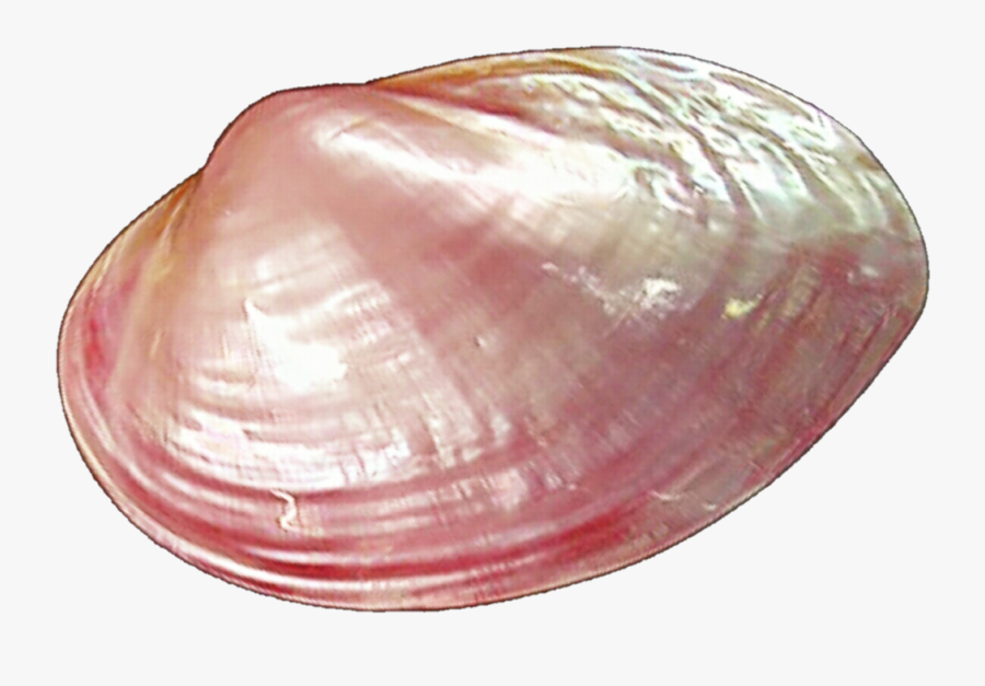Clams Pink Clipart - Clam Png, Transparent Clipart