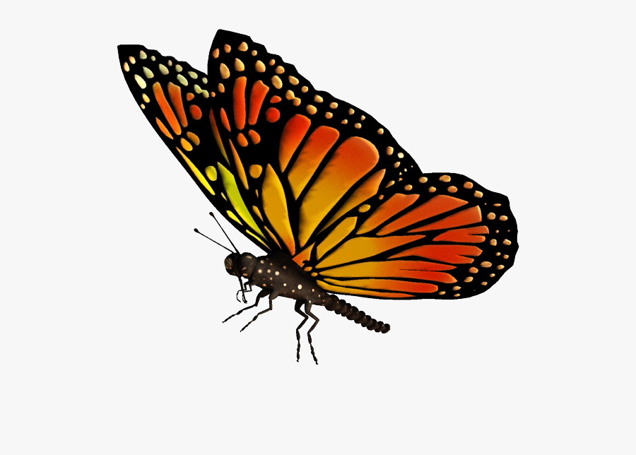 Oreimo Clipart Butterfly - Monarch Butterfly Transparent, Transparent Clipart