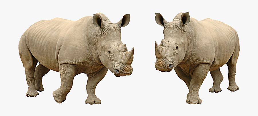 Rhino Flashcard, Transparent Clipart