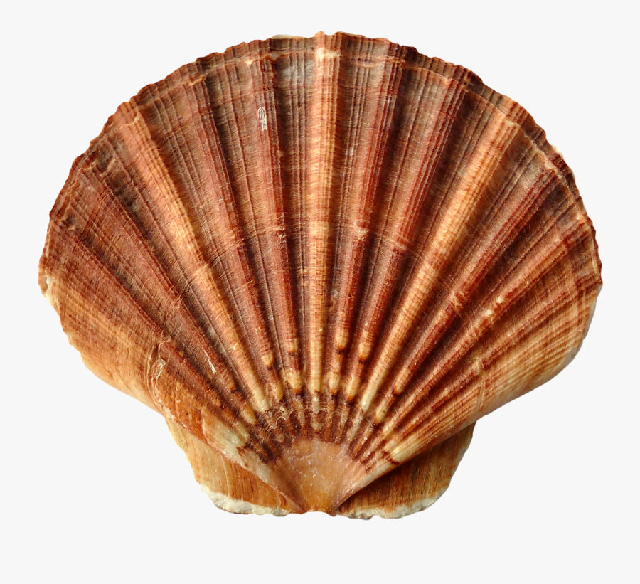 Sea Ocean Shells Sand - Sea Shells, Transparent Clipart