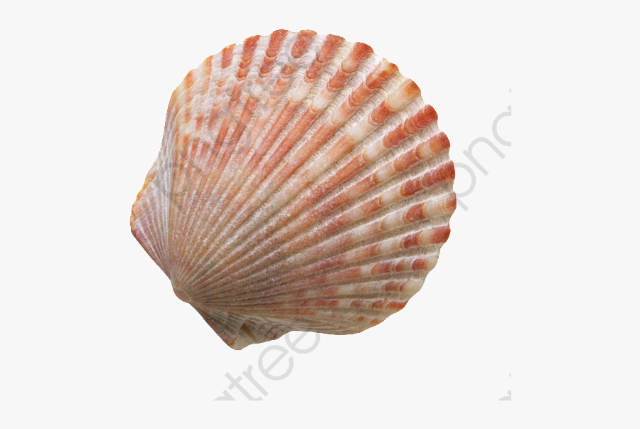 Beach Shells - Seashell Transparent, Transparent Clipart