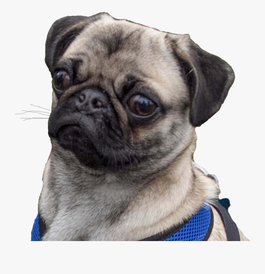 Minecraft Curseforge Pug - Pug, Transparent Clipart