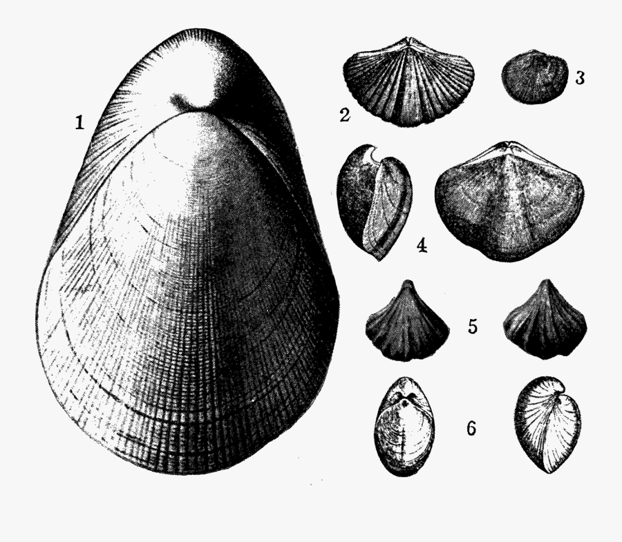 Digital Background Sea Shells Clipart Image Transfers - Baltic Clam, Transparent Clipart