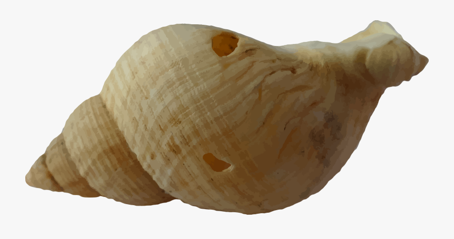 Conch,shell,wood - Free Realistic Seashells Transparent Clipart, Transparent Clipart