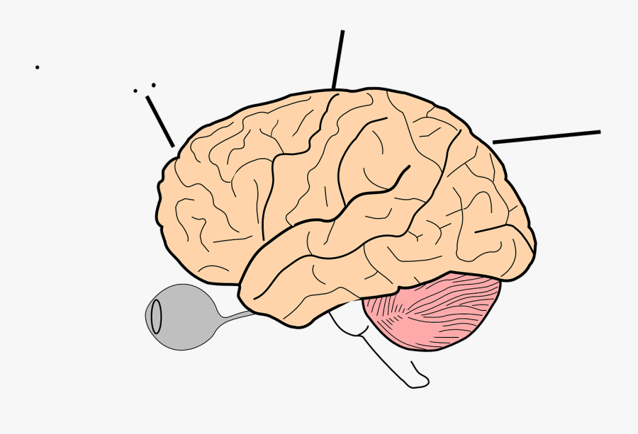 Transparent Brain Clipart - Brain Drawings, Transparent Clipart