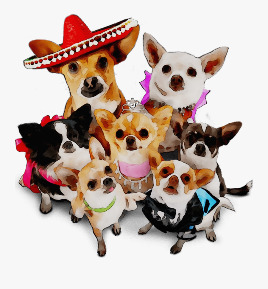 Chihuahua Pug Breed Dog Czechoslovakian Wolfdog Companion - Pembroke Welsh Corgi, Transparent Clipart