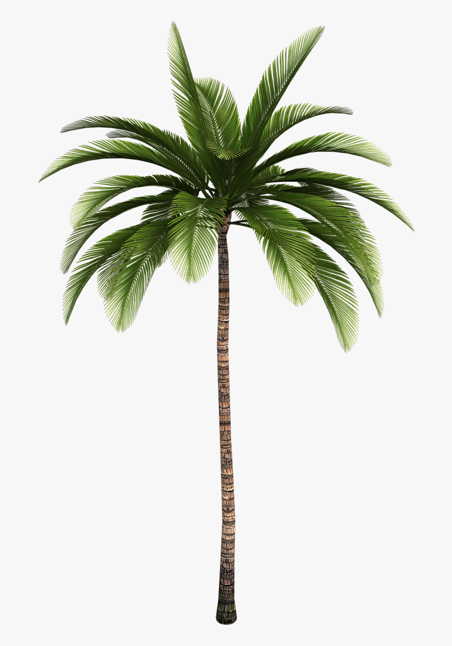 Clip Art Trees Coconut Babassu Free - Palm Tree Illustrator, Transparent Clipart