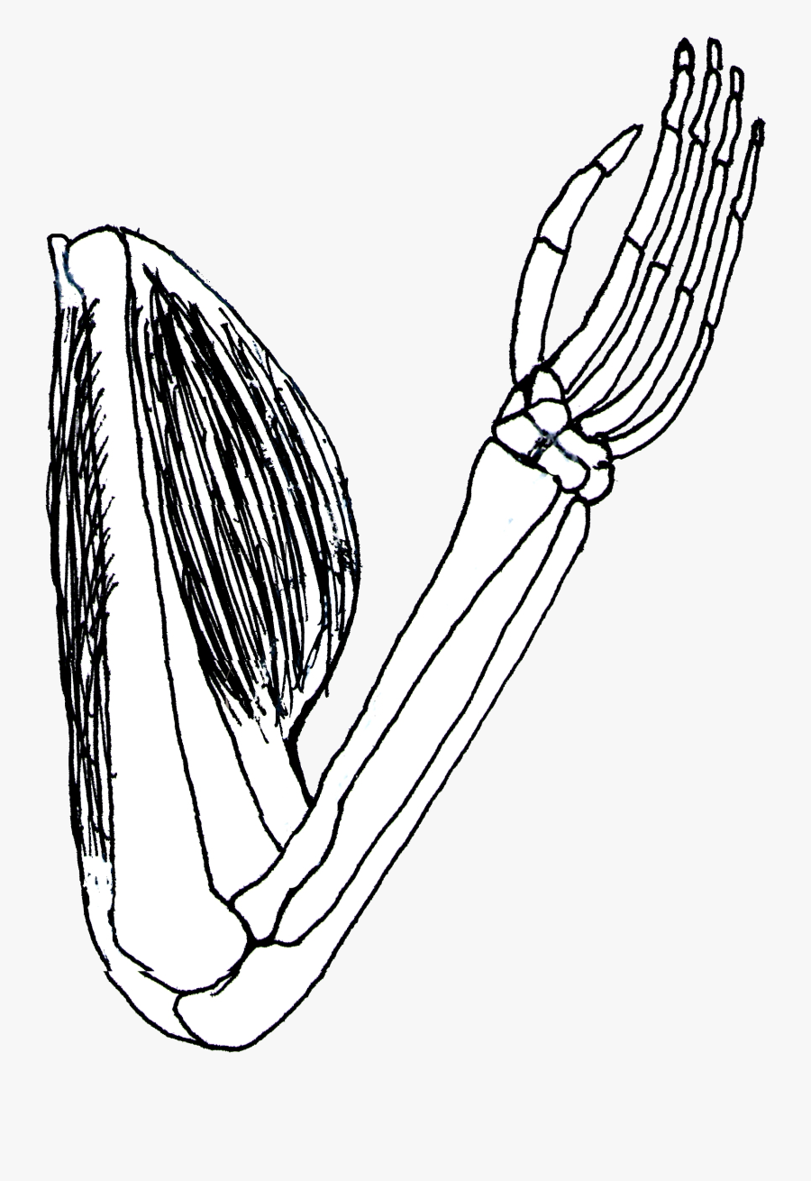 Biceps - Clipart - Biceps And Triceps Clipart, Transparent Clipart