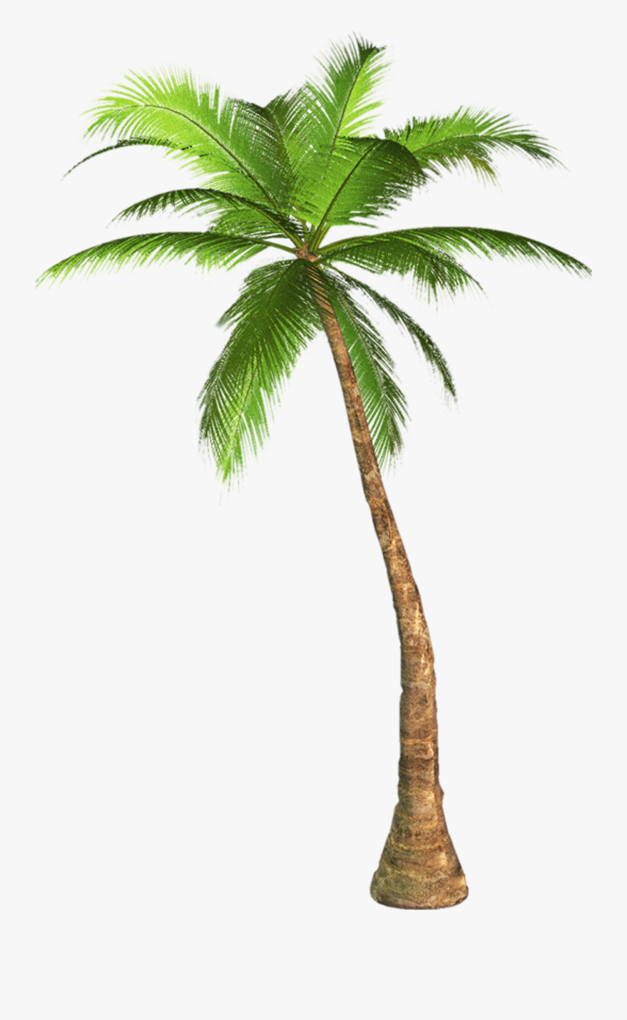 Arecaceae Tree Clip Art - Palm Tree Transparent Background, Transparent Clipart