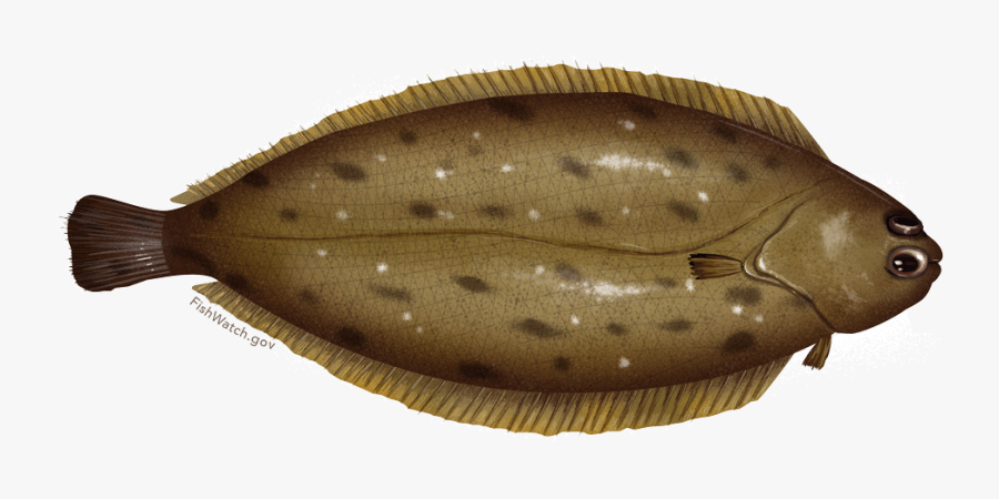 Illustration Of A Dover Sole - Common Sole, Transparent Clipart