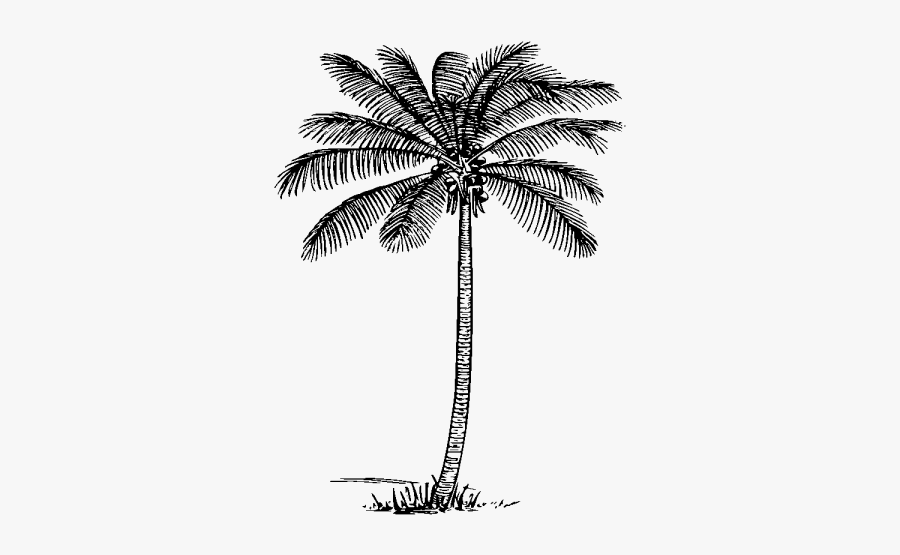 Palm Trees Clipart Black And White, Transparent Clipart