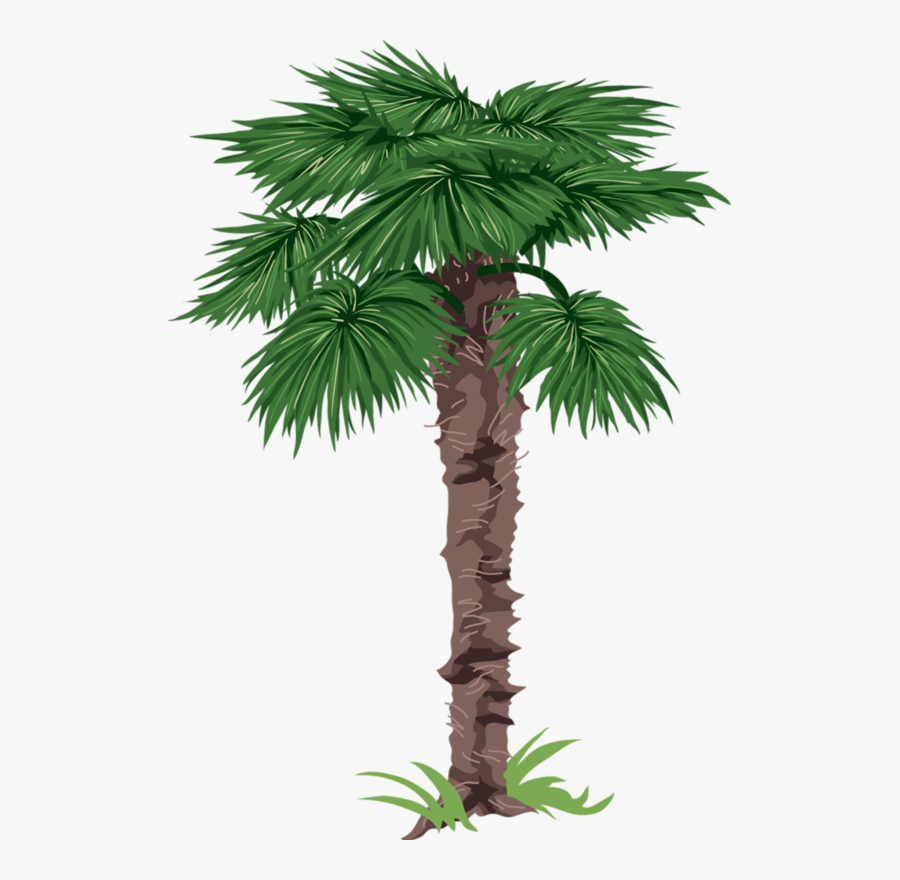 Tube Arbre Png Pinterest - Borassus Palm A Drawing, Transparent Clipart
