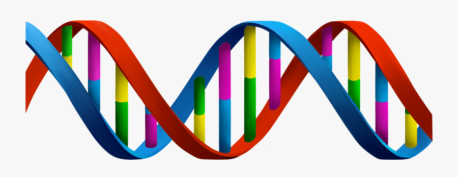 Dna Structure Clipart Clipart Transparent Background - Halls Of Amenti, Transparent Clipart