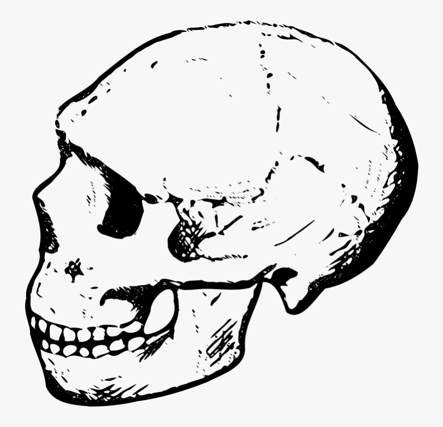 Amud Skull - Human Skull Black And White Clipart, Transparent Clipart