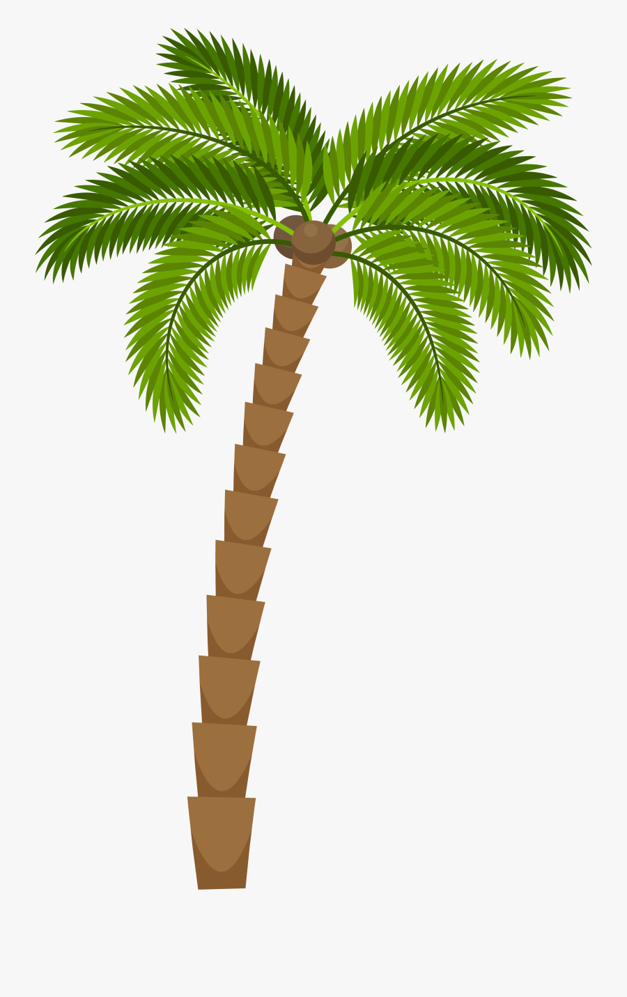 Transparent Palm Trees Clipart - Real Coconut Tree Drawing, Transparent Clipart
