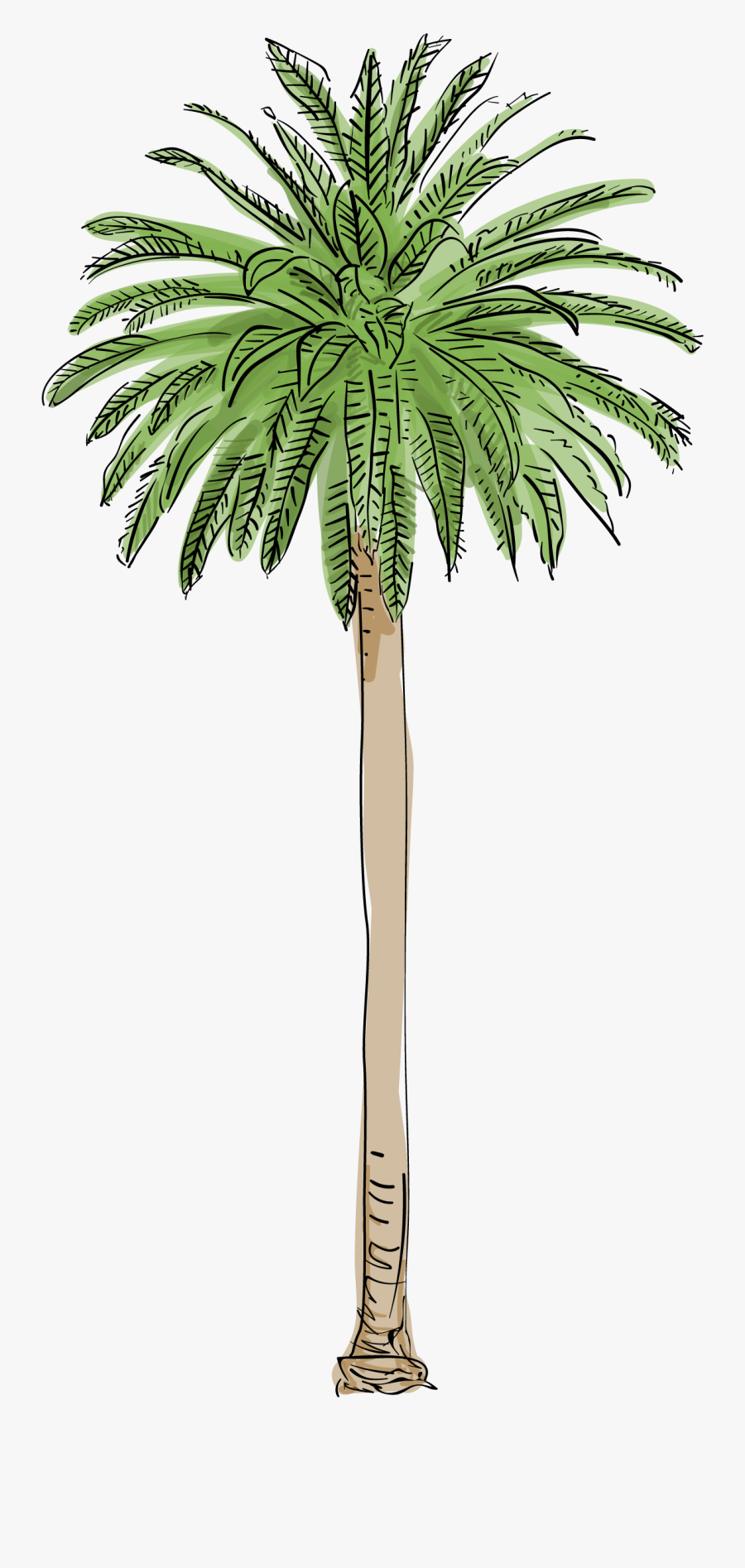 Clip Art L A S Trees - Canary Island Date Palm Png, Transparent Clipart