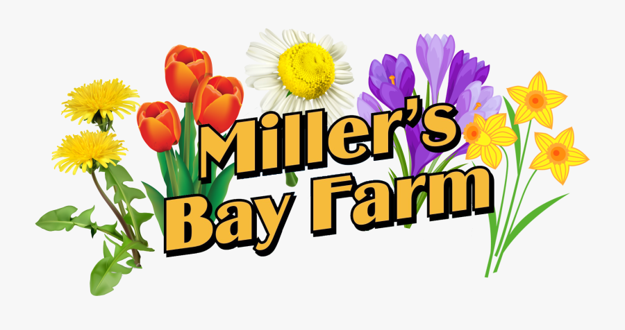 African Daisy, Transparent Clipart