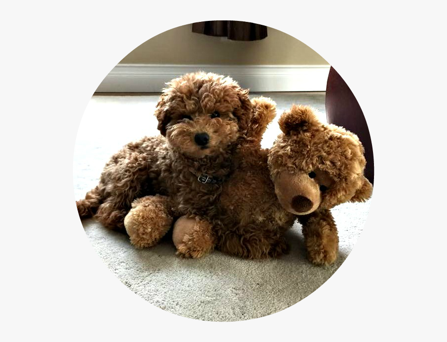 Clip Art Mchenry Is A Small - Stuffed Toy, Transparent Clipart