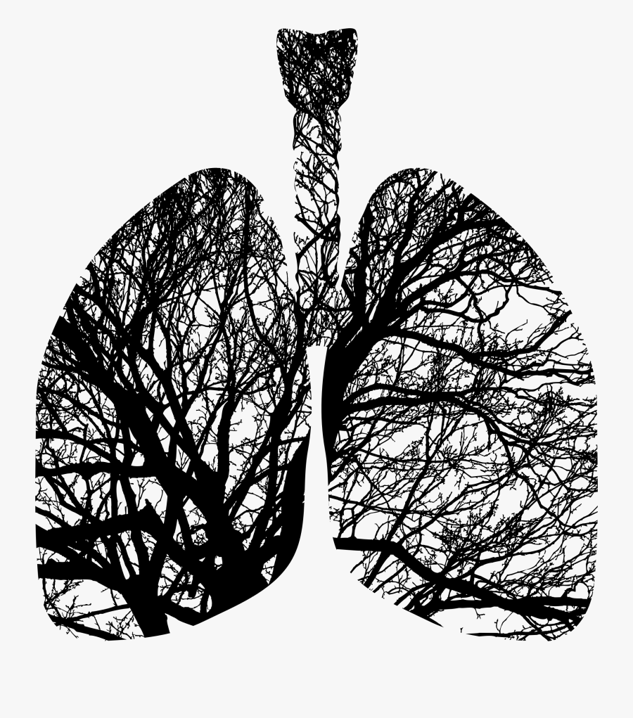 Tree Lungs Png, Transparent Clipart