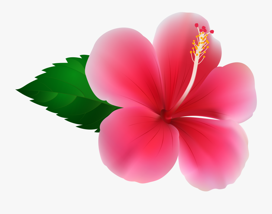Hibiscus Flower Royalty-free Clip Art - Pink Hibiscus Flower Clipart, Transparent Clipart