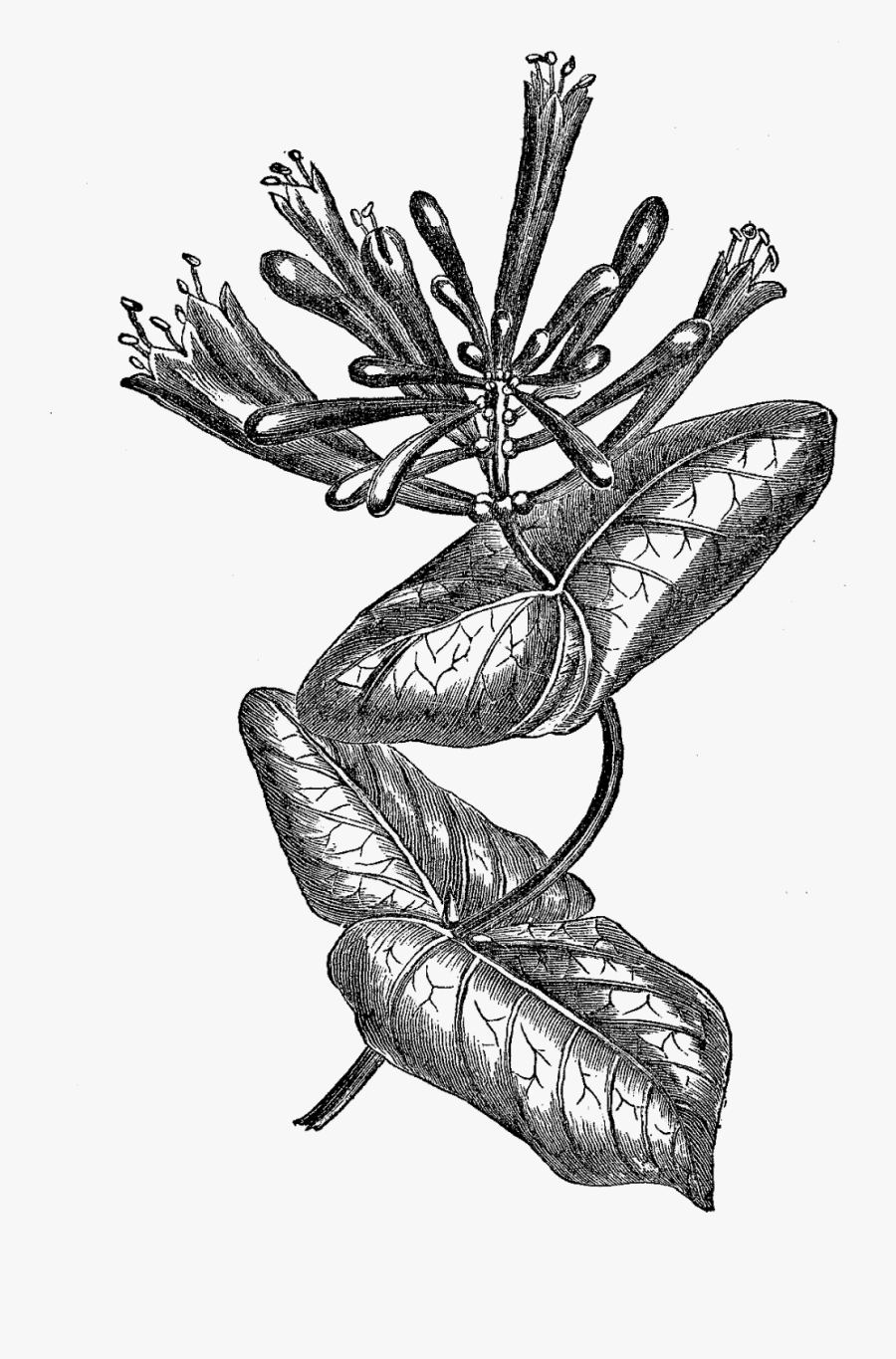 Botanical Honeysuckle Illustrations, Transparent Clipart