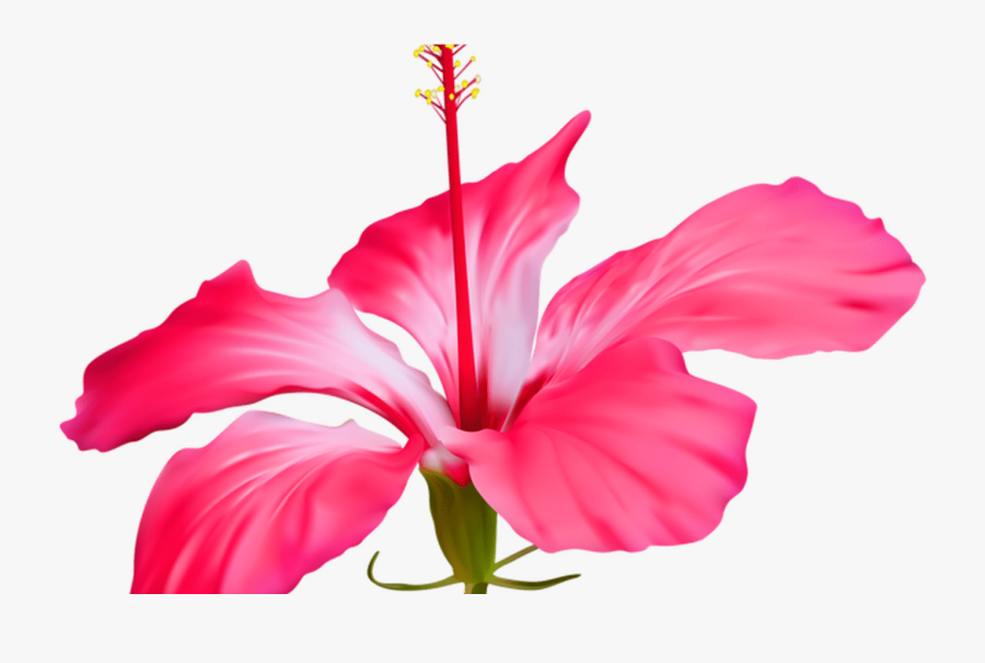 Hibiscus Flower Transparent Png Clip Art Event - July New Month Wishes, Transparent Clipart