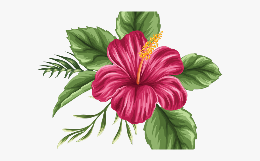 Colored Hibiscus Flower Drawing, Transparent Clipart