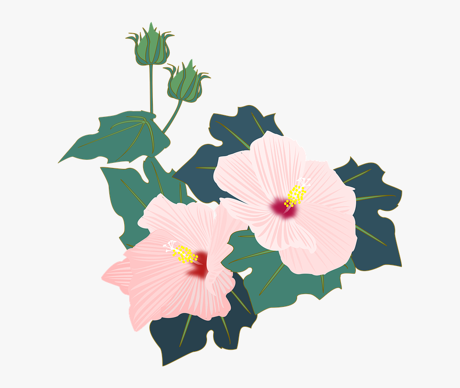 Hibiscus Furong Pink - Rosemallows, Transparent Clipart