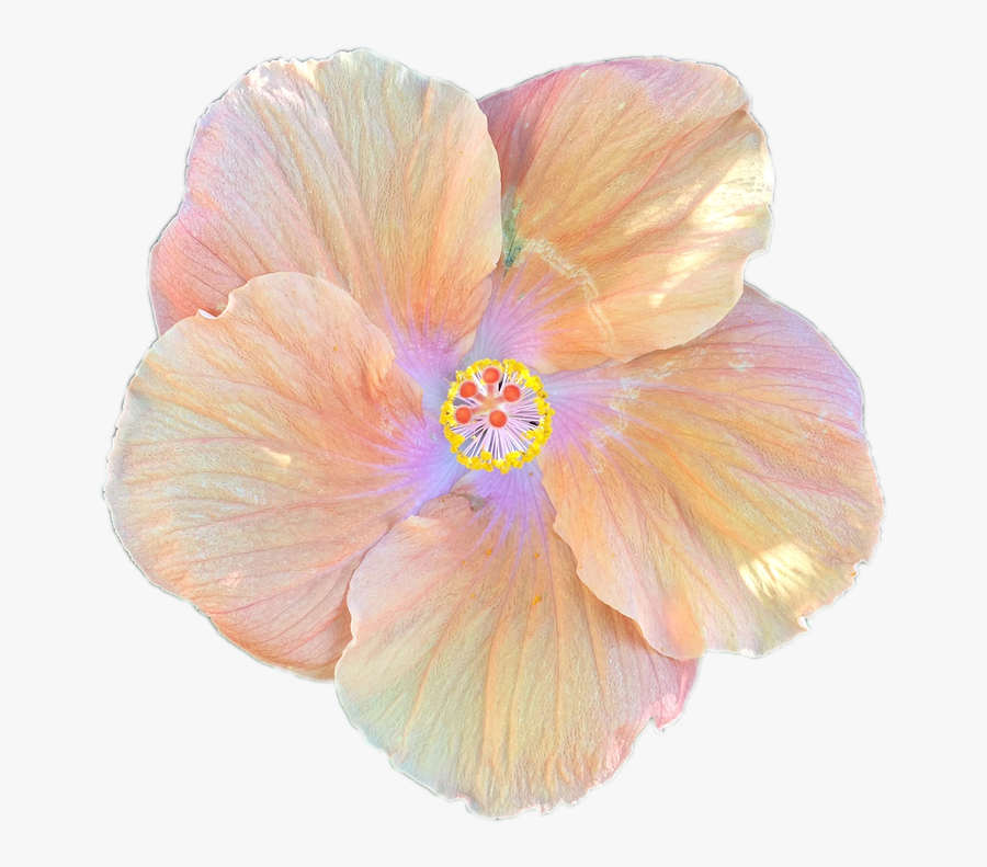 Hibiscus Flower Cartoon 19, Buy Clip Art - Hibiscus Flower Hibiscus Transparent Background, Transparent Clipart