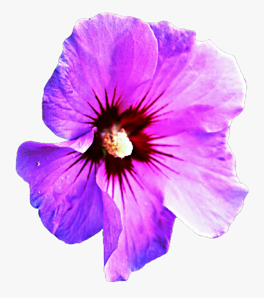 Purple Hibiscus Transparent Clipart Free Download Ya - Purple Hibiscus Png, Transparent Clipart