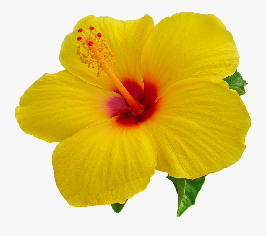 png images free download transparent background hibiscus flower png free transparent clipart clipartkey transparent background hibiscus flower