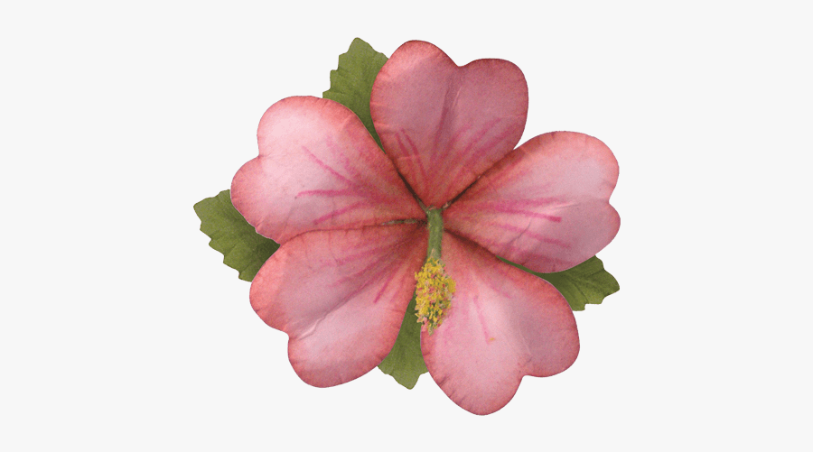 Clip Art Blossoms Floriano Mcgill - Lily, Transparent Clipart