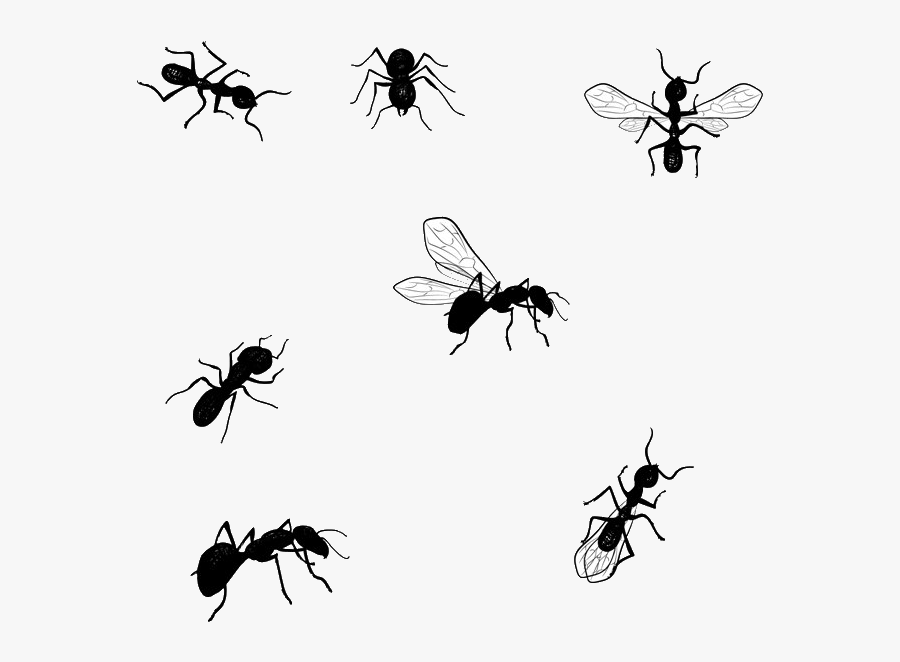 Honey Bee Vector Graphics Illustration Image Drawing - Ant Doodle, Transparent Clipart