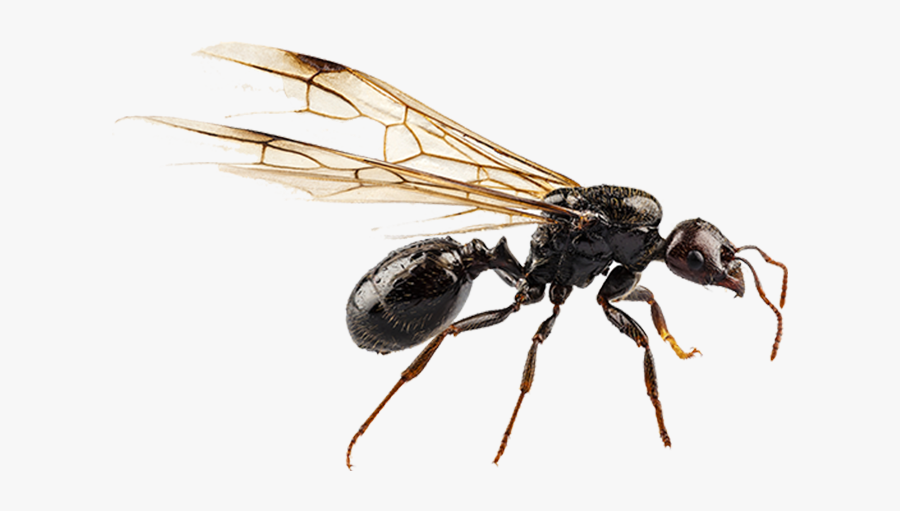 Black Garden Ant Nuptial Flight Pterygota Termite - Fly Ant, Transparent Clipart