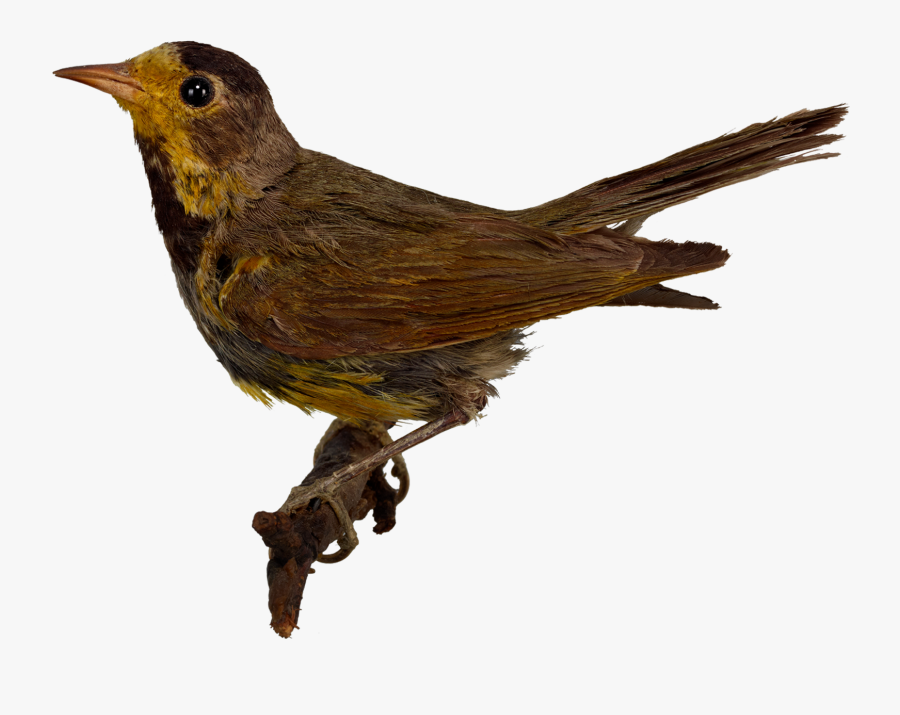 Clip Art Brown Songbird - Воробей Птица, Transparent Clipart