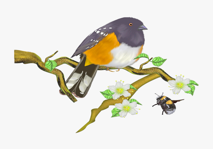Bird Sparrow Sitting Sperling Songbird Species, Transparent Clipart