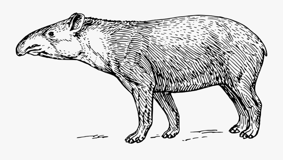 Transparent Dibujar Clipart - Tapir Clipart Black And White, Transparent Clipart