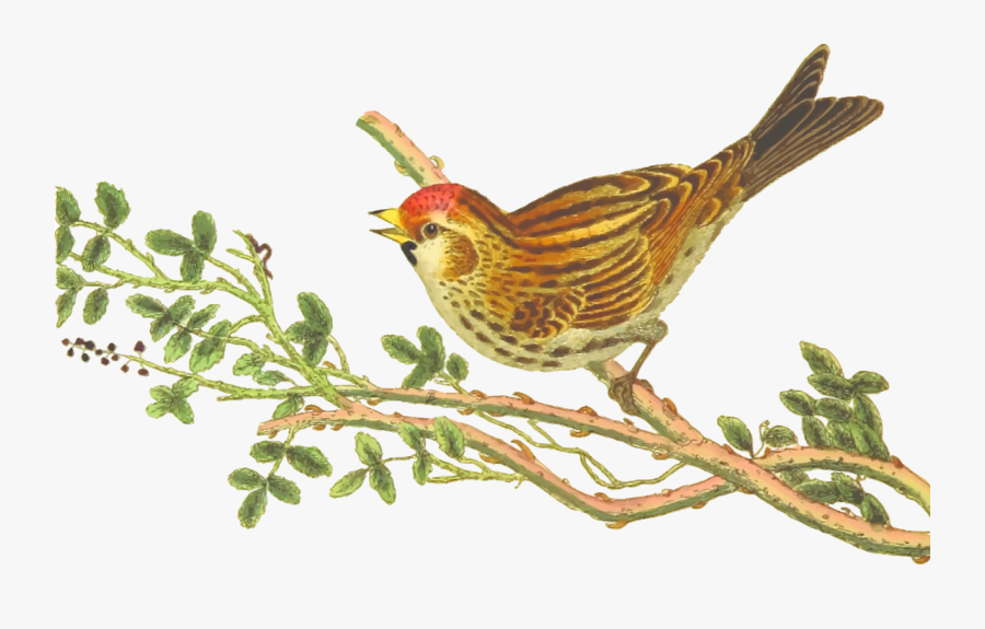Perching Bird,wildlife,old World Flycatcher - Redpolls, Transparent Clipart